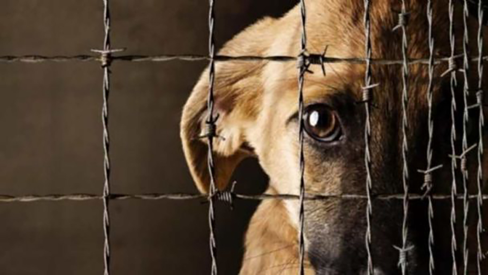 Maltrato animal en México: Cárcel y multas en los 32 estados para quienes dañen a mascotas